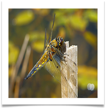 Dragonfly - Chris Beesley
